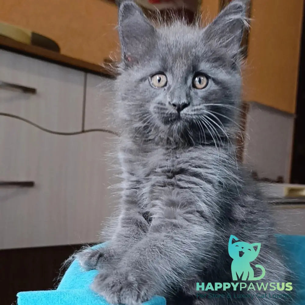 Quasar Maine Coon male blue - live animals