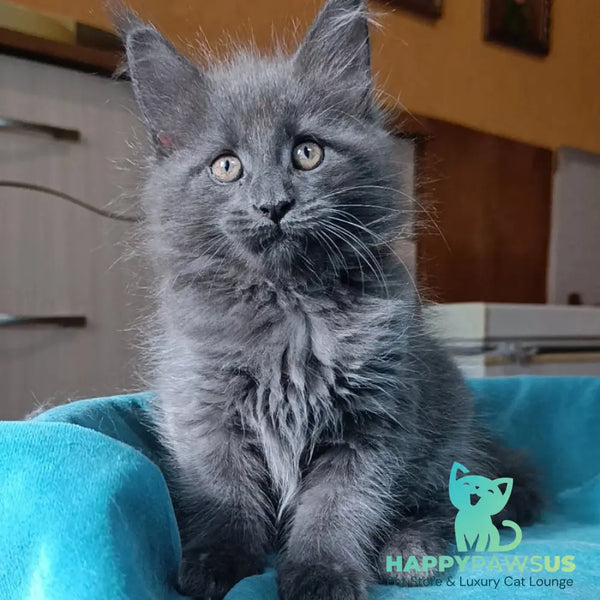 Quasar Maine Coon male blue - live animals