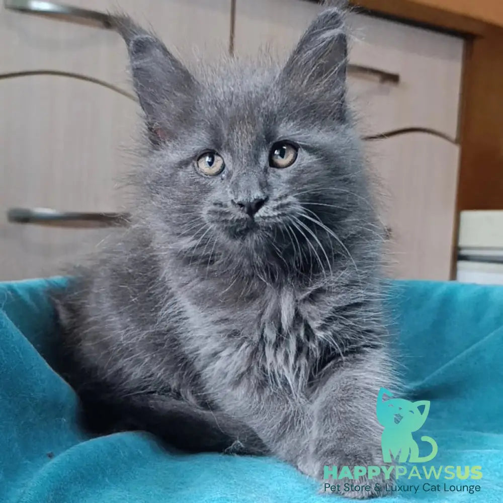 Quasar Maine Coon male blue - live animals