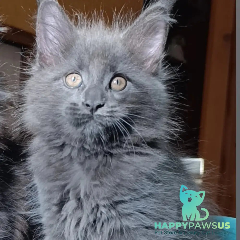 Quasar Maine Coon male blue - live animals