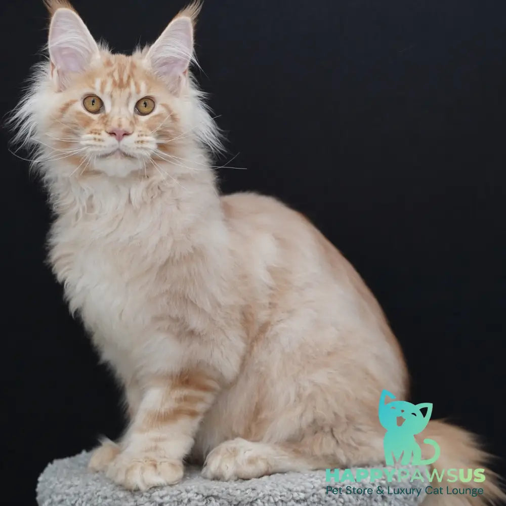 Quasar Maine Coon polydactyl 6x6x6x6 male red silver tabby - live animals