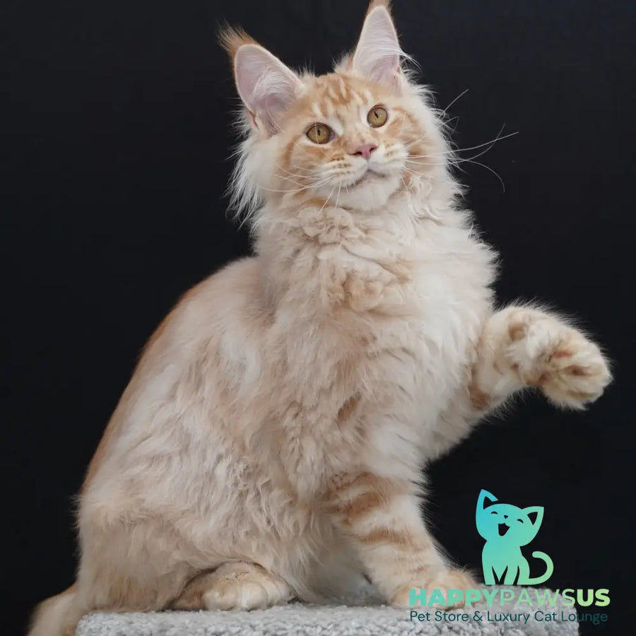 Quasar Maine Coon polydactyl 6x6x6x6 male red silver tabby - live animals