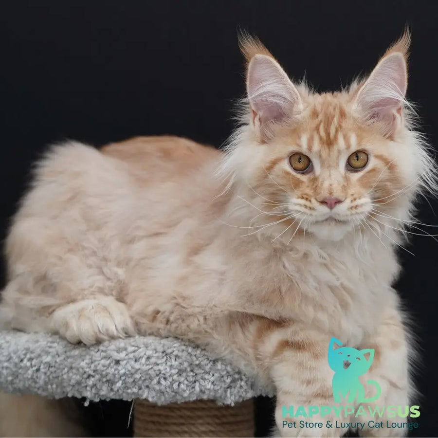 Quasar Maine Coon polydactyl 6x6x6x6 male red silver tabby - live animals