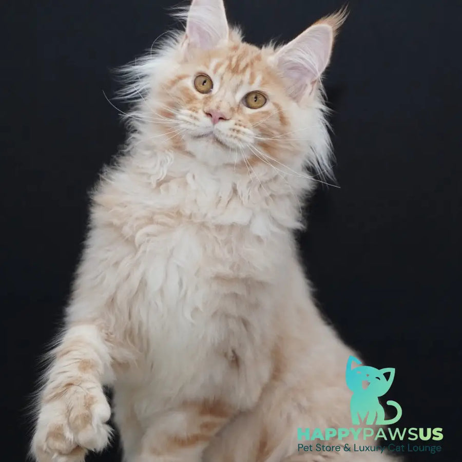 Quasar Maine Coon polydactyl 6x6x6x6 male red silver tabby - live animals