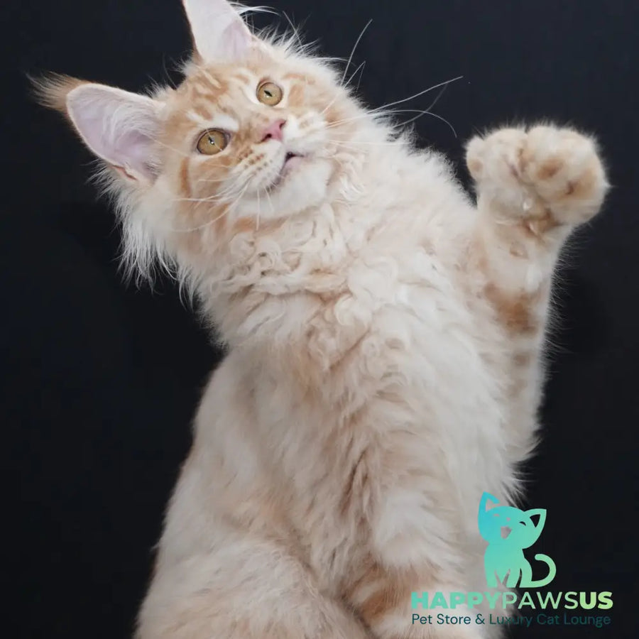 Quasar Maine Coon polydactyl 6x6x6x6 male red silver tabby - live animals