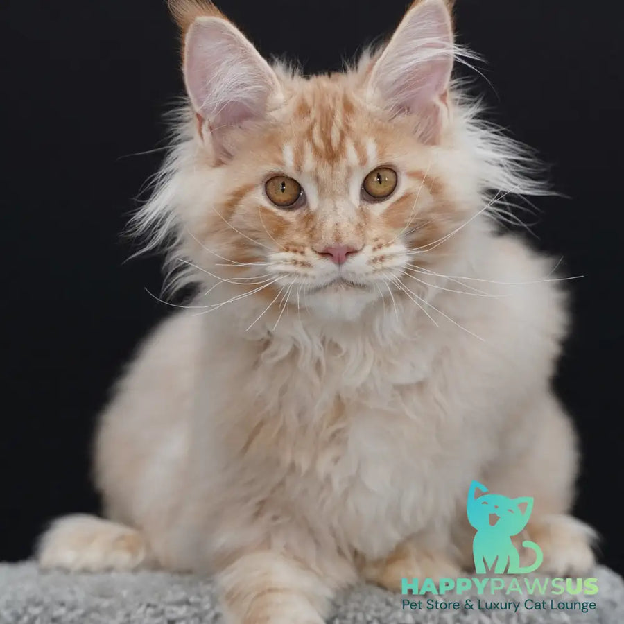 Quasar Maine Coon polydactyl 6x6x6x6 male red silver tabby - live animals