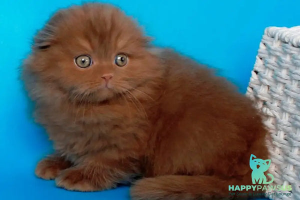 Quasar British Longhair male cinnamon - live animals
