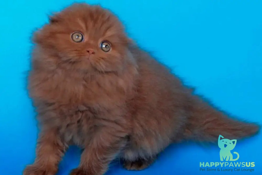 Quasar British Longhair male cinnamon - live animals