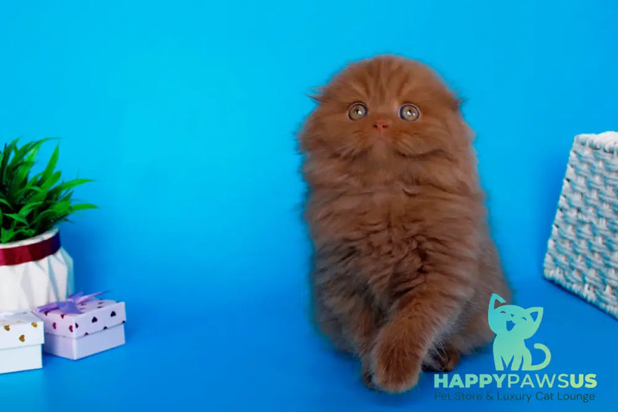Quasar British Longhair male cinnamon - live animals