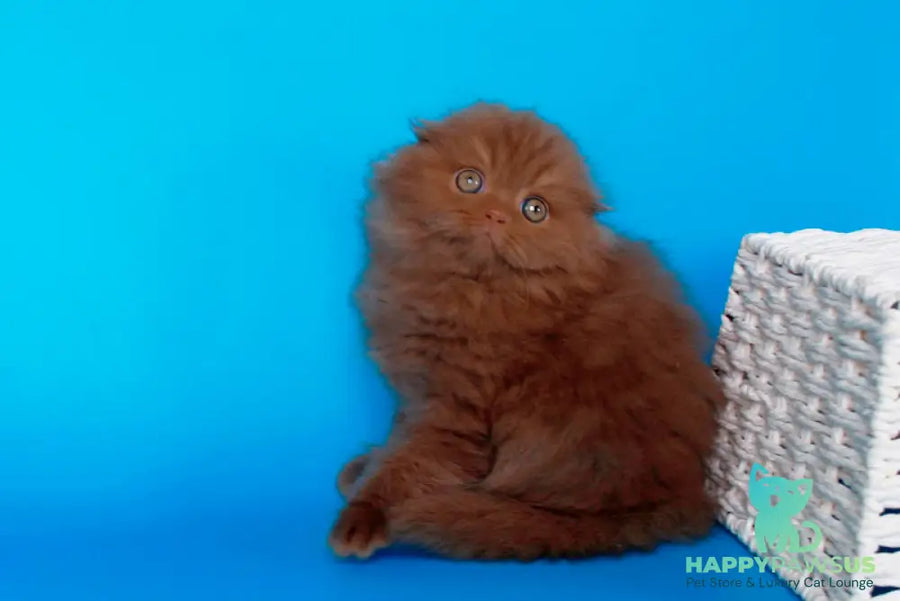 Quasar British Longhair male cinnamon - live animals