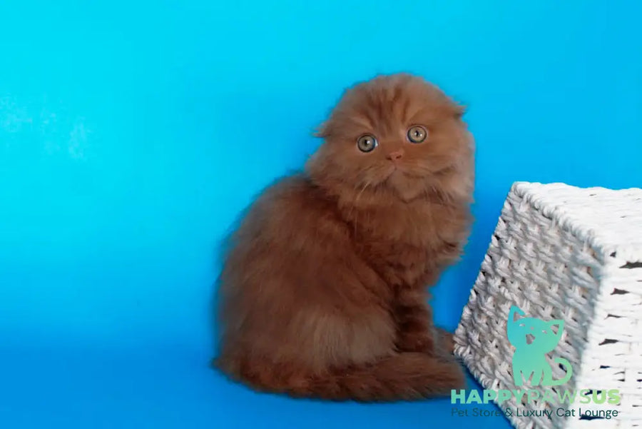 Quasar British Longhair male cinnamon - live animals