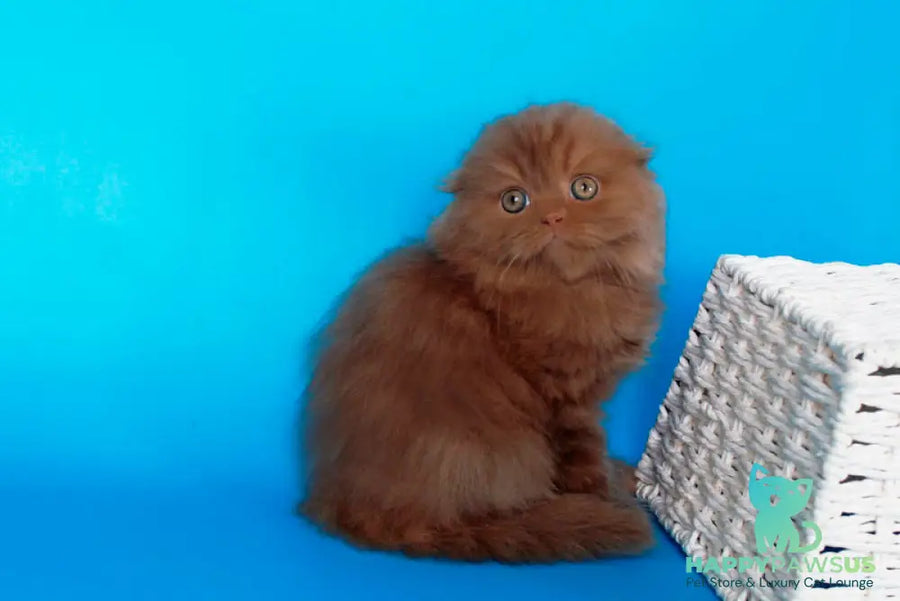 Quasar British Longhair male cinnamon - live animals
