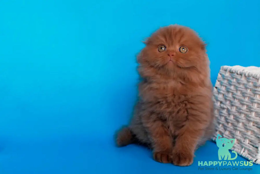 Quasar British Longhair male cinnamon - live animals