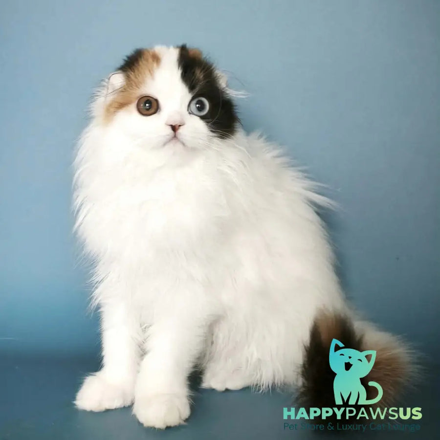 Quatherine Scottish Fold female black tortie van tabby - live animals