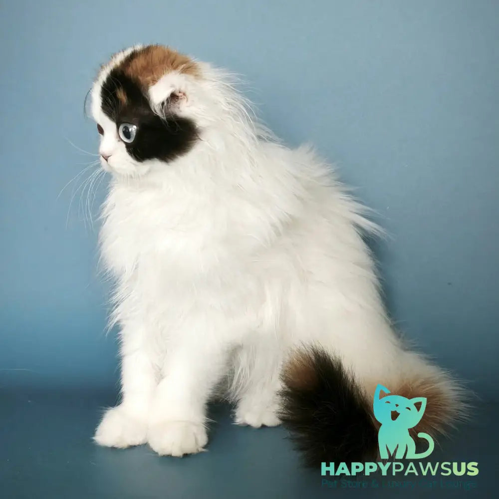 Quatherine Scottish Fold female black tortie van tabby - live animals