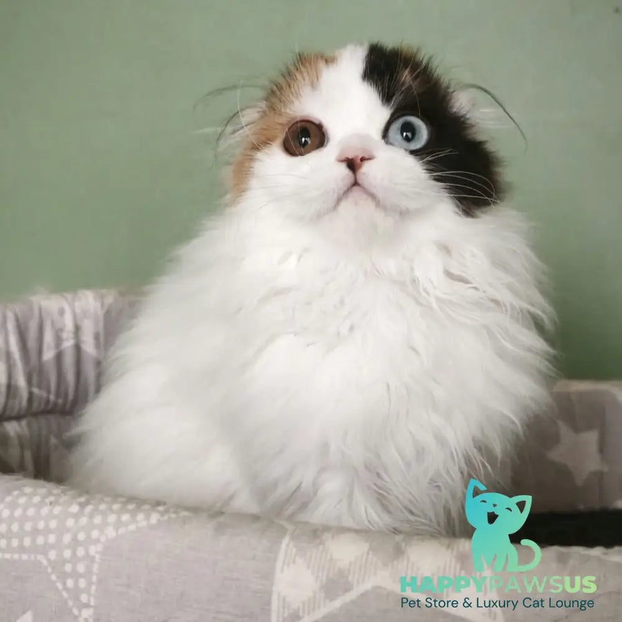 Quatherine Scottish Fold female black tortie van tabby - live animals
