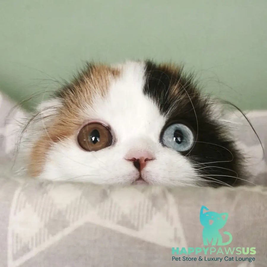 Quatherine Scottish Fold female black tortie van tabby - live animals