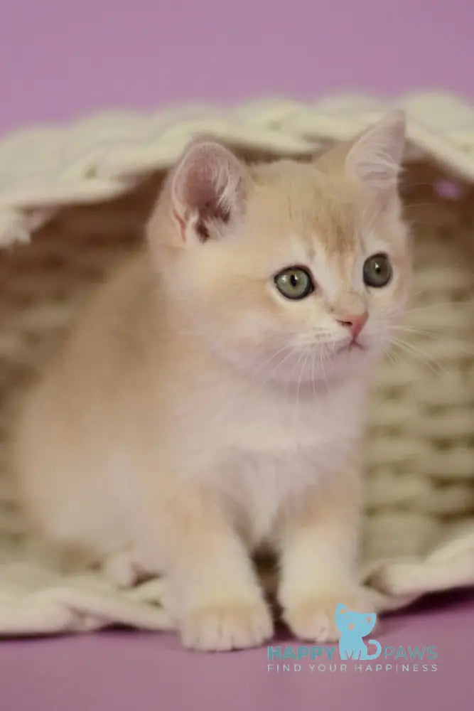 Quazar British Shorthair male lilac golden chinchilla live animals