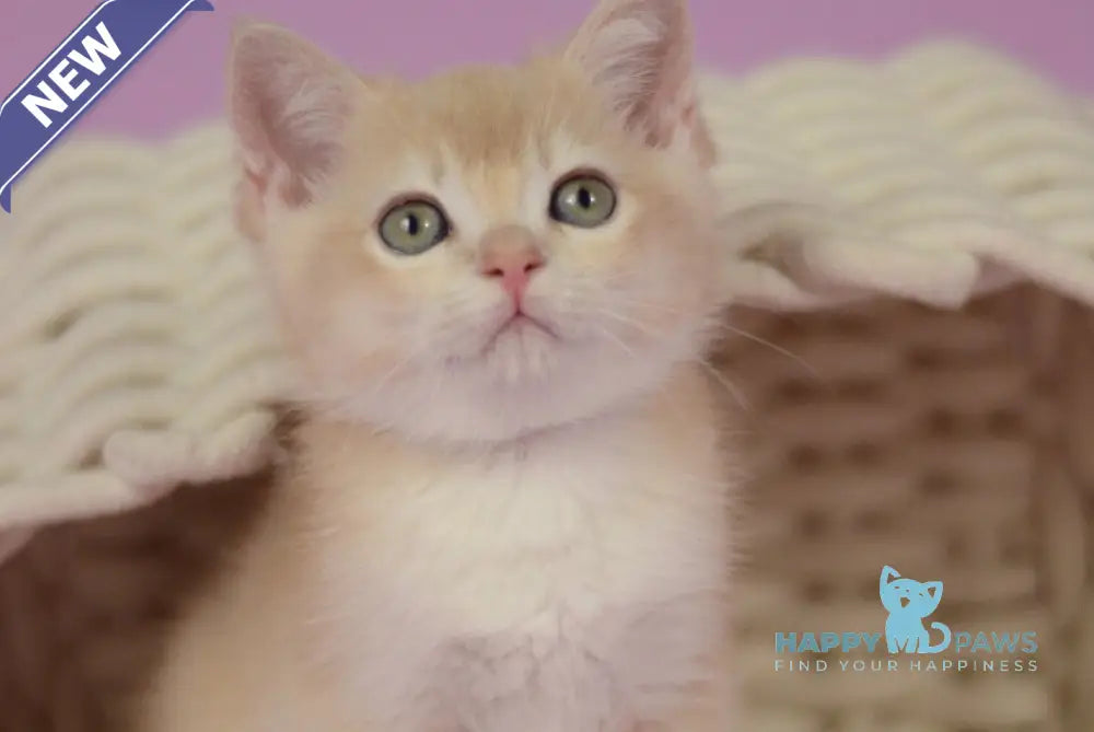 Quazar British Shorthair male lilac golden chinchilla live animals