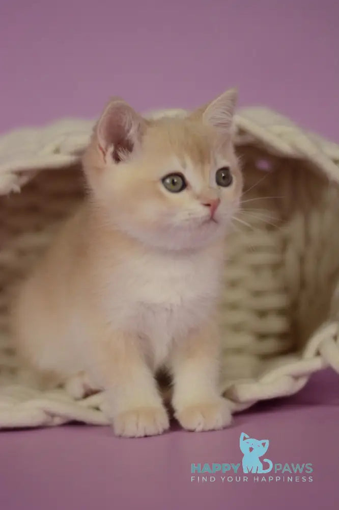 Quazar British Shorthair male lilac golden chinchilla live animals