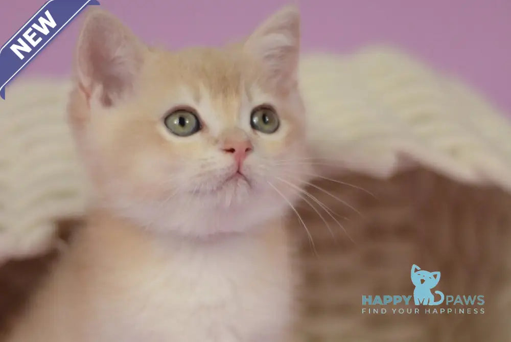 Quazar British Shorthair male lilac golden chinchilla live animals