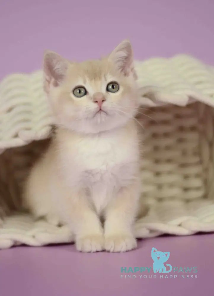 Quazar British Shorthair male lilac golden chinchilla live animals