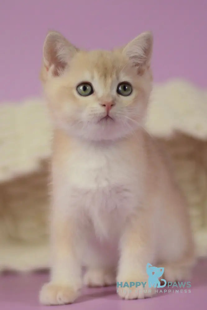 Quazar British Shorthair male lilac golden chinchilla live animals