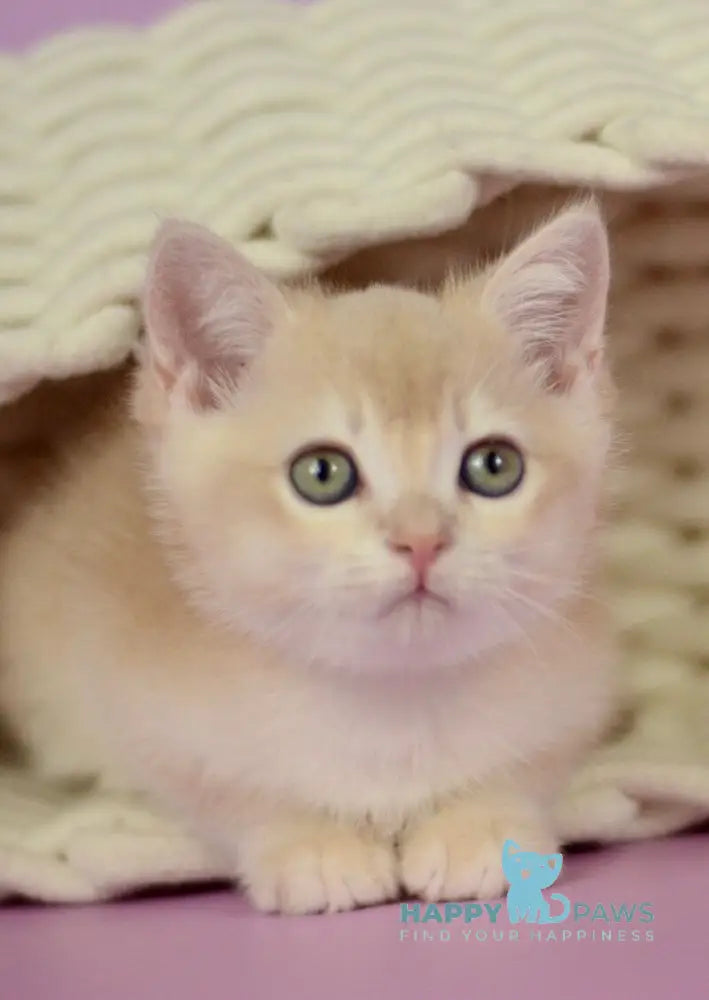 Quazar British Shorthair male lilac golden chinchilla live animals