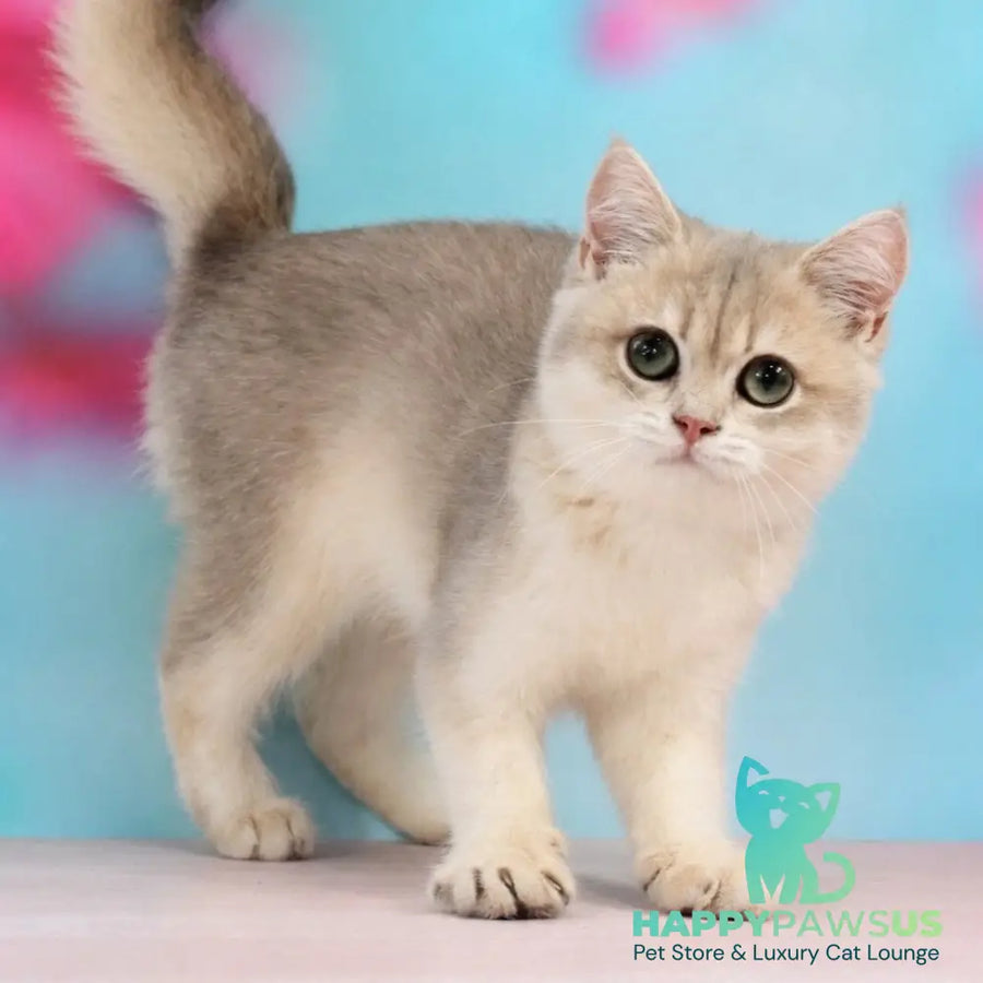 Queen British Shorthair female blue golden shaded - live animals