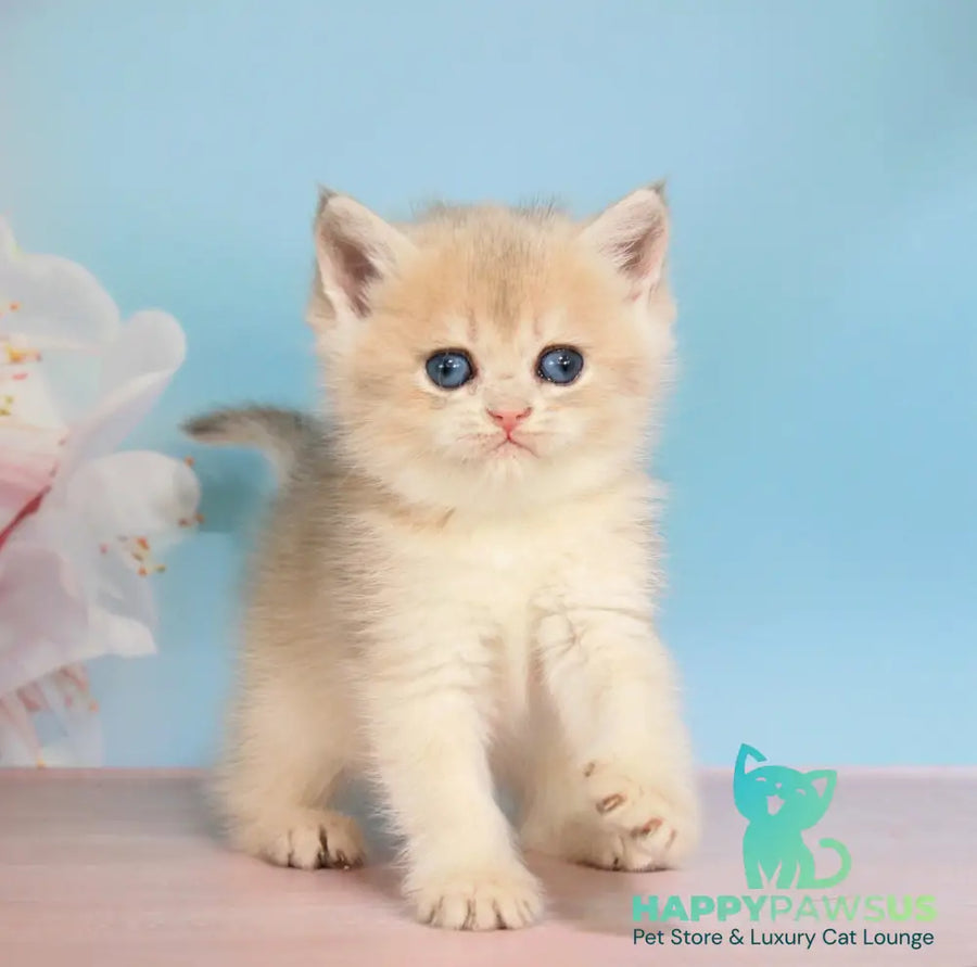 Queen British Shorthair female blue golden shaded - live animals