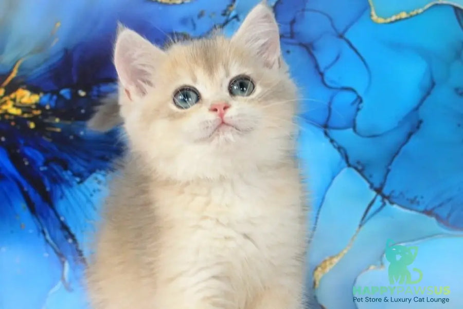 Queen British Shorthair female blue golden shaded - live animals
