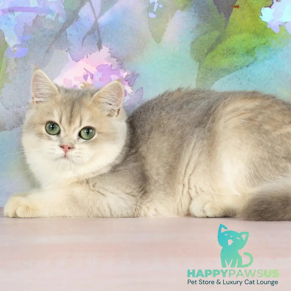 Queen British Shorthair female blue golden shaded - live animals
