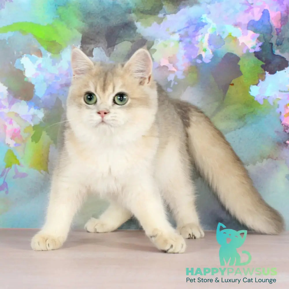 Queen British Shorthair female blue golden shaded - live animals