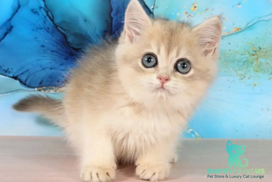 Queen British Shorthair female blue golden shaded - live animals