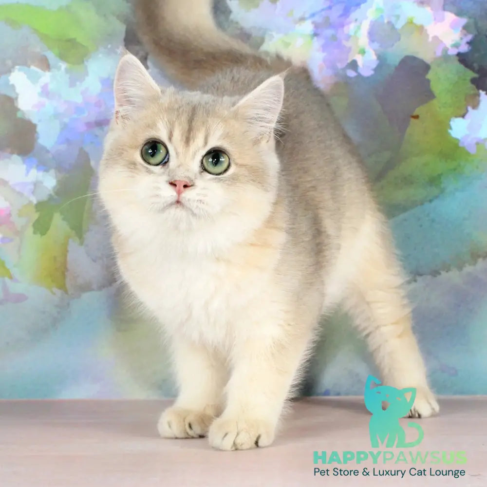 Queen British Shorthair female blue golden shaded - live animals