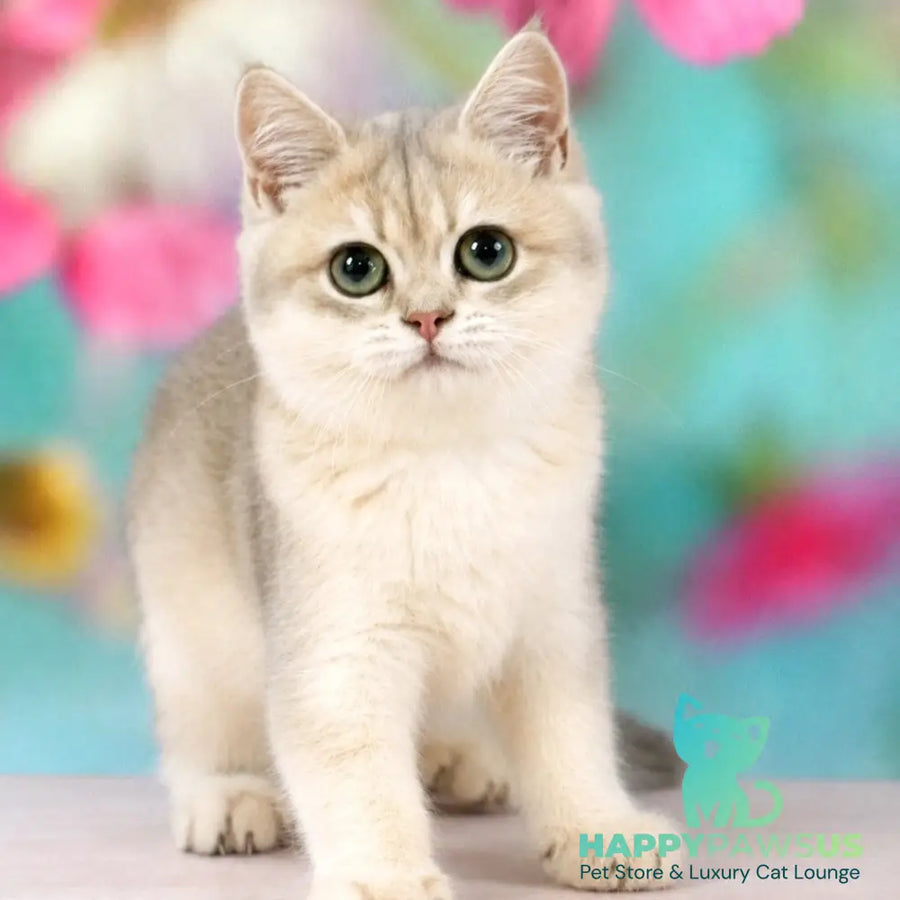 Queen British Shorthair female blue golden shaded - live animals