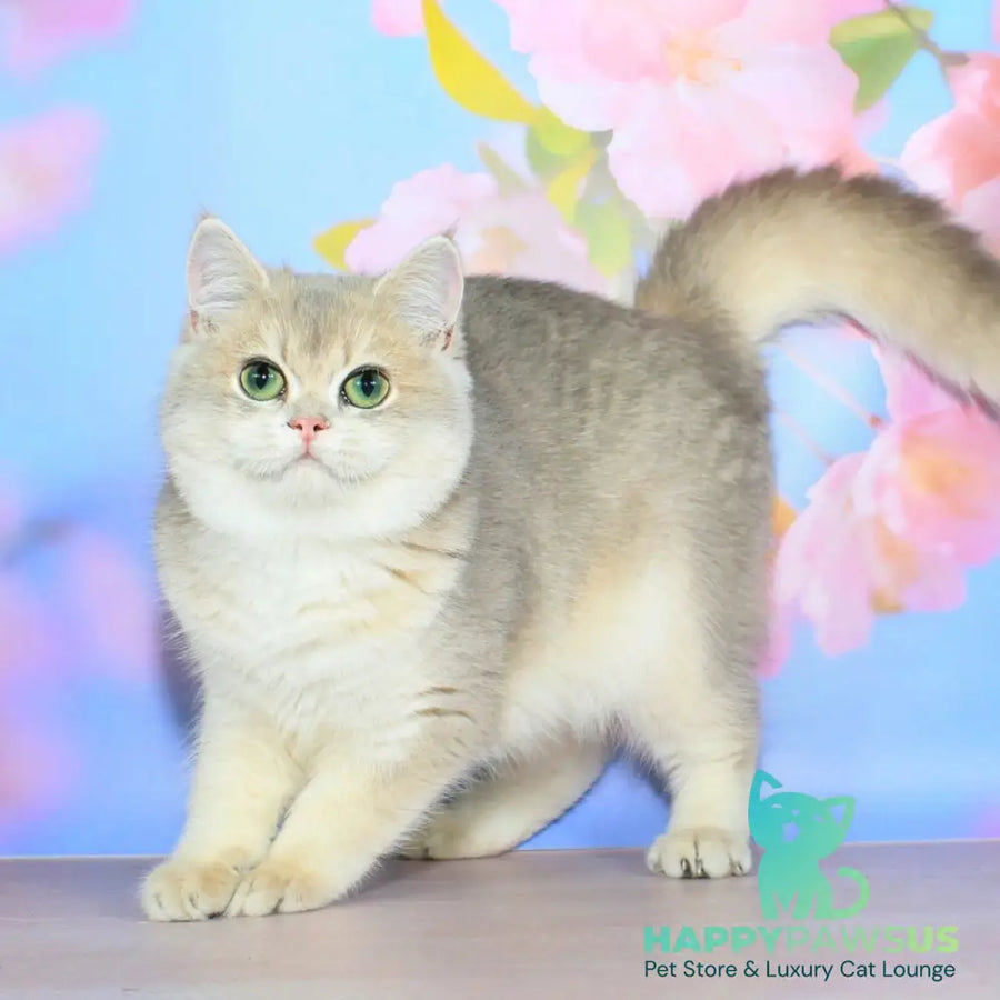 Queen British Shorthair female blue golden shaded - live animals