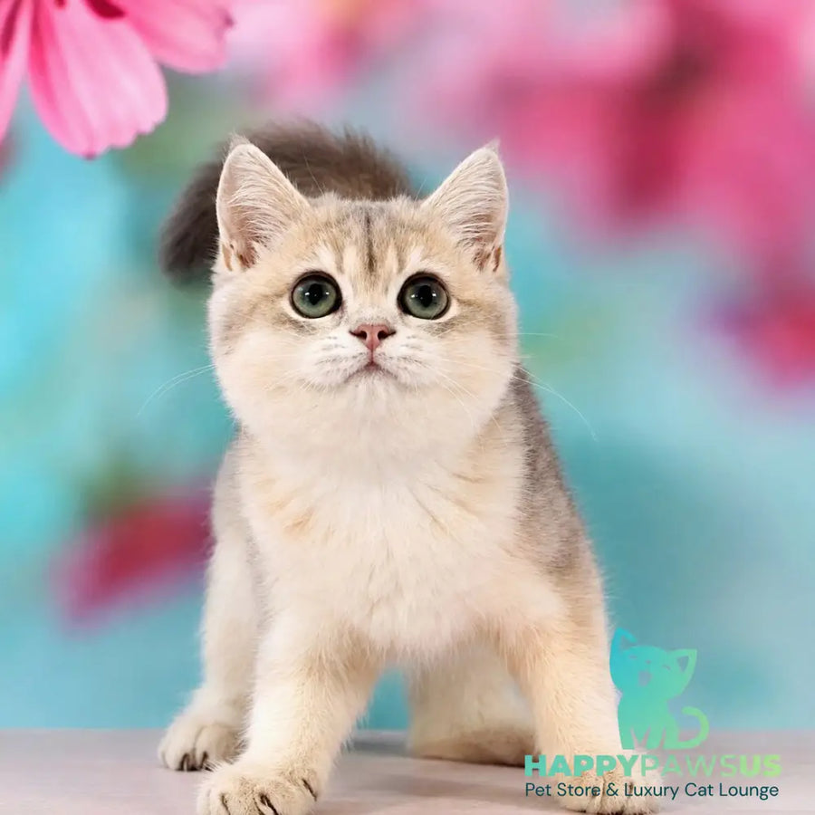 Queen British Shorthair female blue golden shaded - live animals