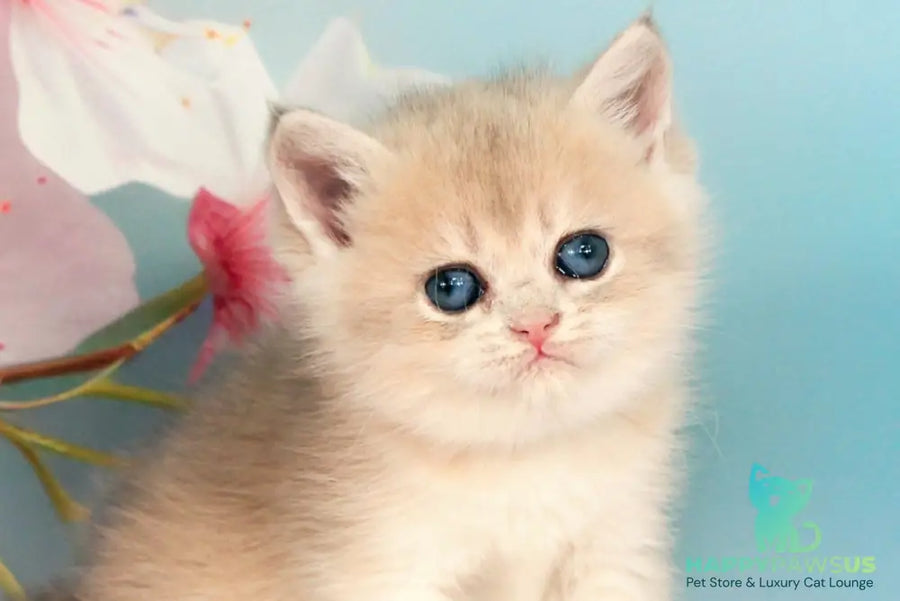 Queen British Shorthair female blue golden shaded - live animals