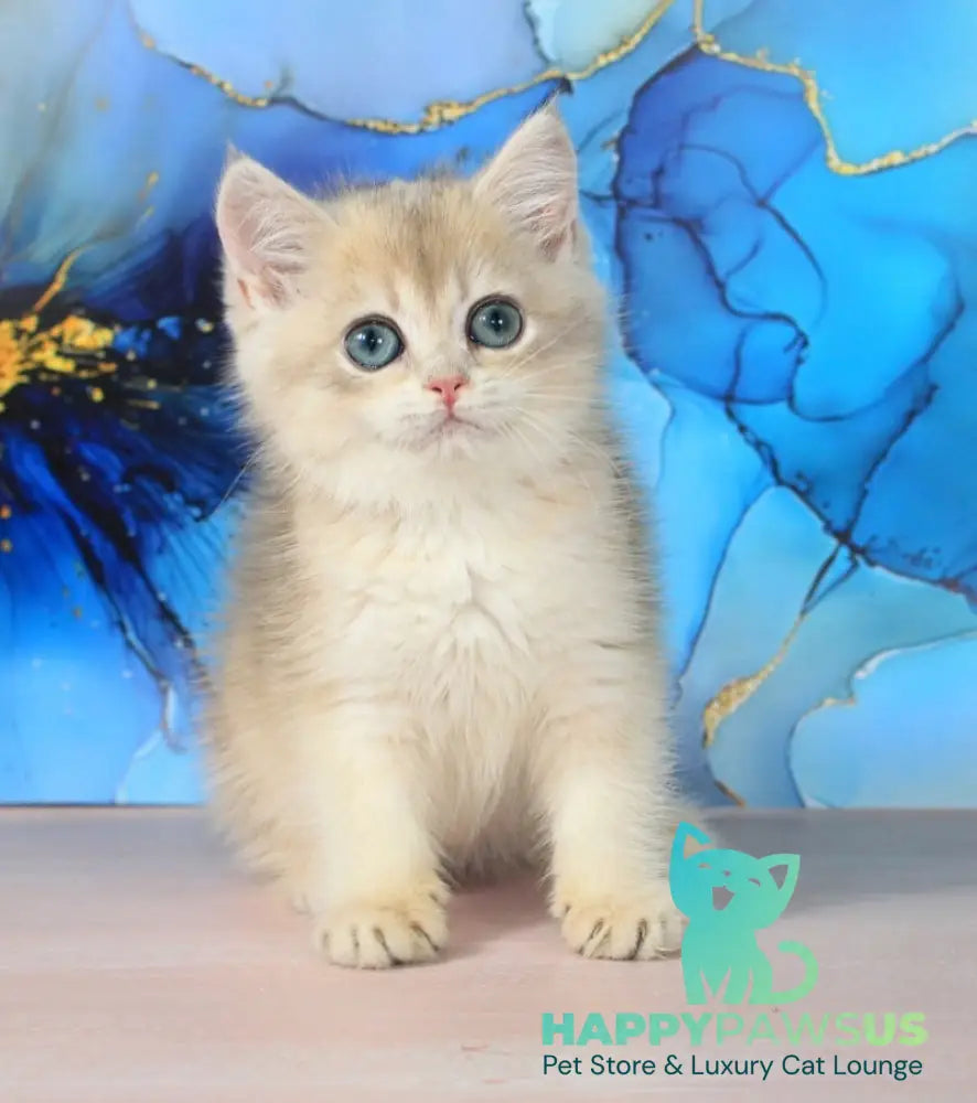 Queen British Shorthair female blue golden shaded - live animals