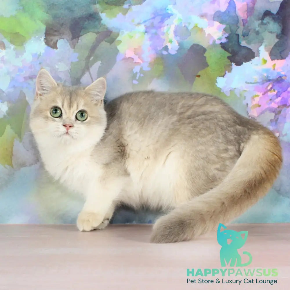 Queen British Shorthair female blue golden shaded - live animals