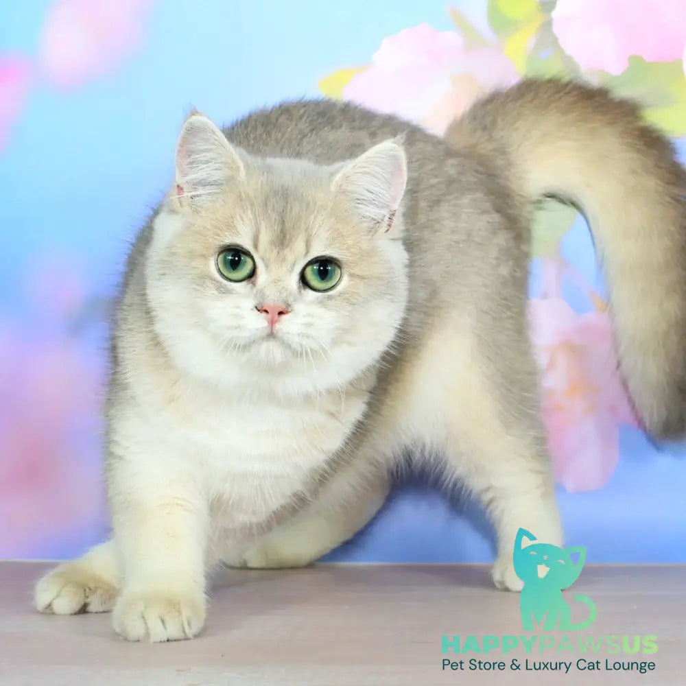 Queen British Shorthair female blue golden shaded - live animals