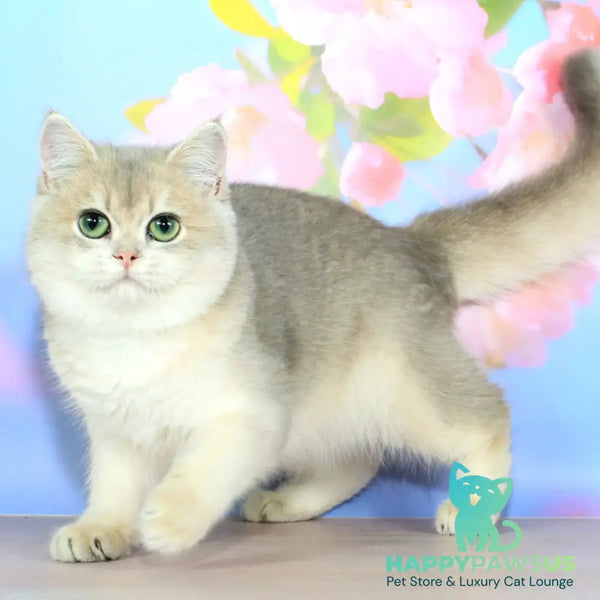 Queen British Shorthair female blue golden shaded - live animals