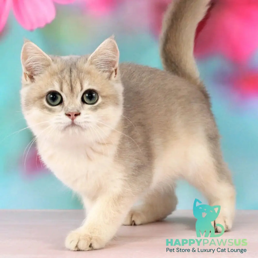 Queen British Shorthair female blue golden shaded - live animals
