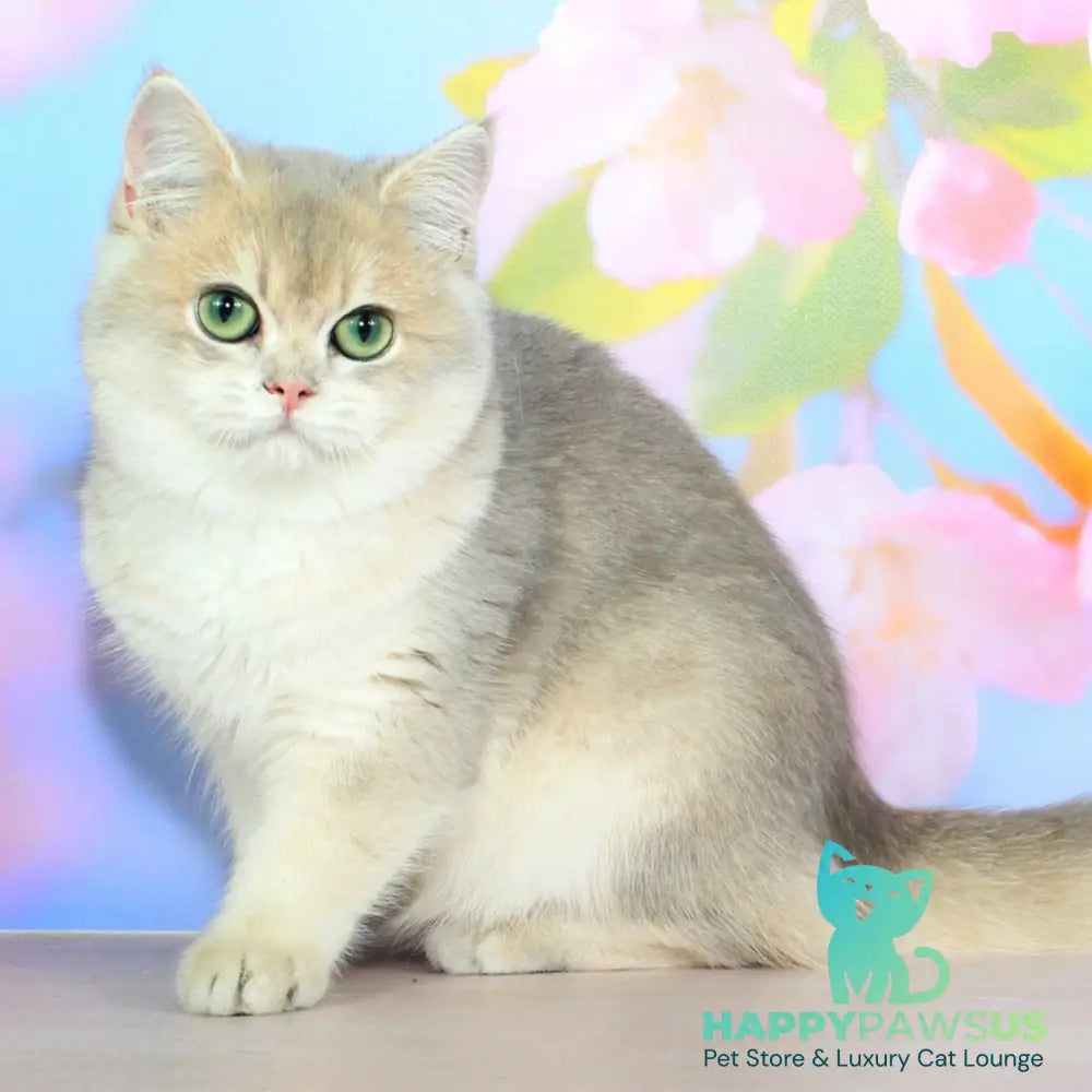 Queen British Shorthair female blue golden shaded - live animals