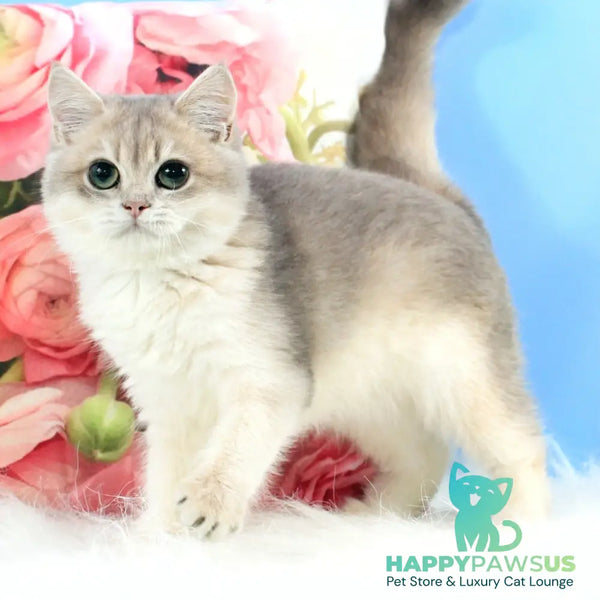Queen British Shorthair female blue golden shaded - live animals