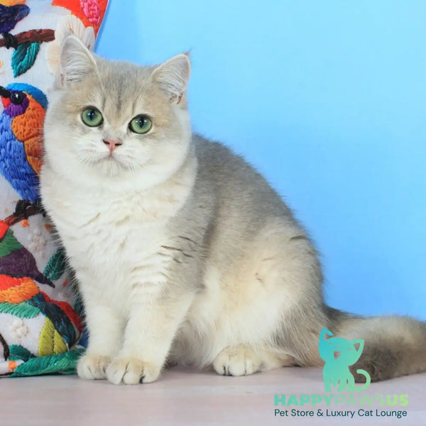 Queen British Shorthair female blue golden shaded - live animals