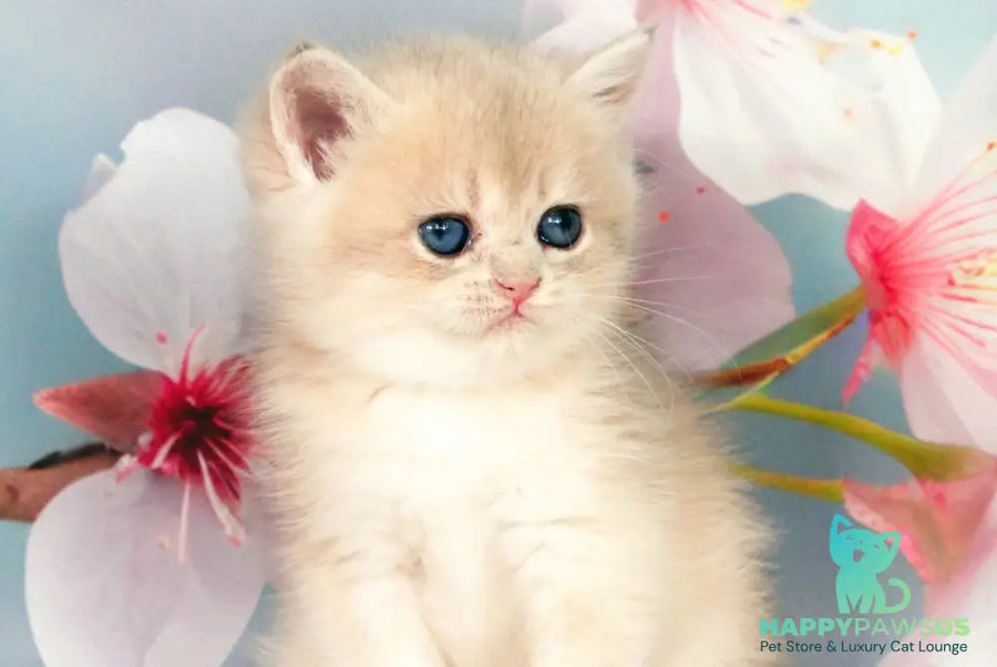 Queen British Shorthair female blue golden shaded - live animals