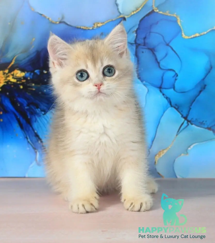 Queen British Shorthair female blue golden shaded - live animals