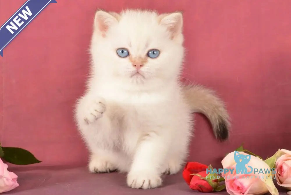 Queen British Shorthair female chocolate golden shaded pointed live animals
